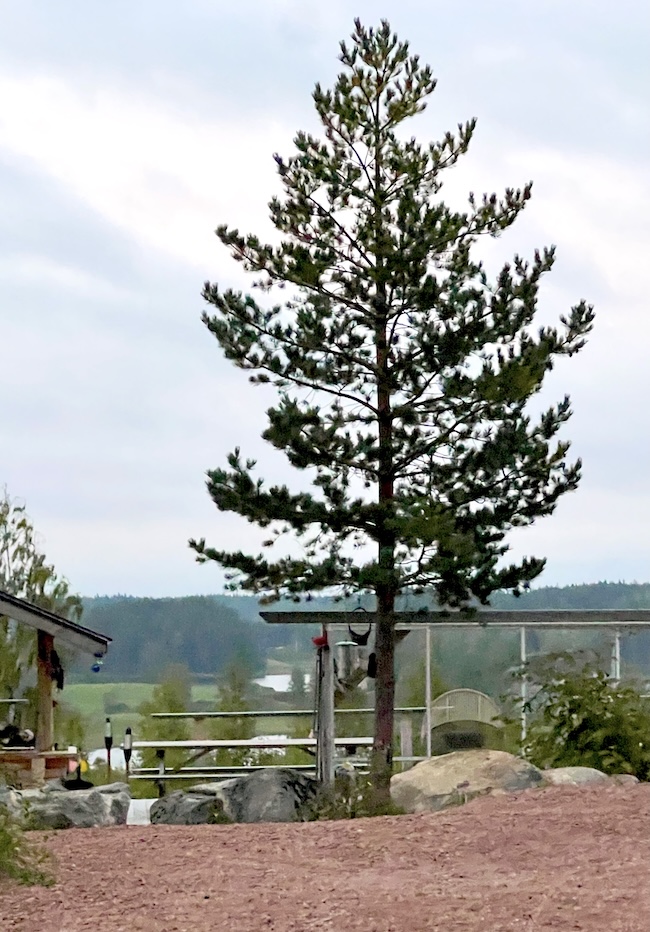 Utsikt från kallkällberget i bobygda