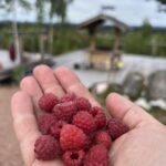 Hallon är gratis för dig att plocka till frukost