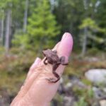 Det sägs att grodor är ett tecken på att marken mår bra